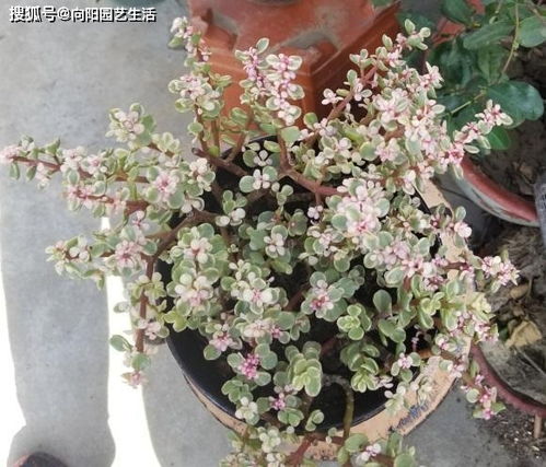 雅乐之舞叶子掉落？快速补救方法有哪些