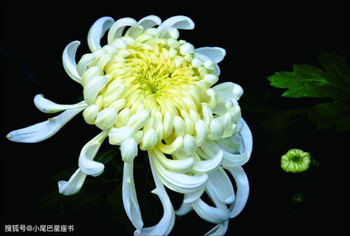 菊花：高洁典雅， 长寿吉祥