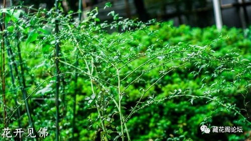 如何将藤本月季沿着一个方向牵引种植？