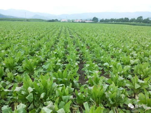 二、 新手种植草类粮食的注意事项