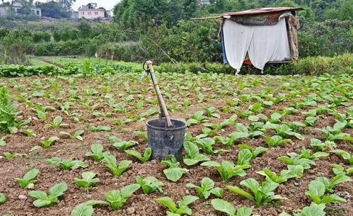 打完除草剂，水Neng浇吗？啥时候浇？