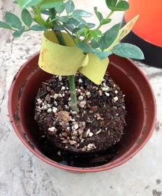 月季牙签苗，你知道吗？