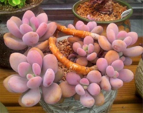 第二步：处理桃蛋的小技巧