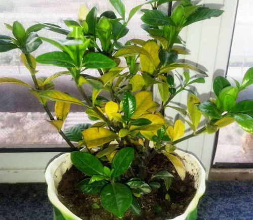 使用食醋养护石榴花