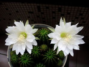 4. 百合， 哎呀，这花儿真香