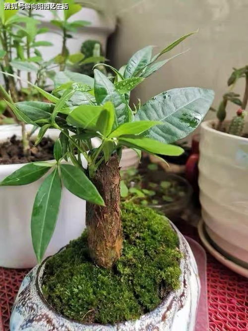 肥料种类，要选对