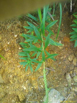 野生植物种植的难易度解析