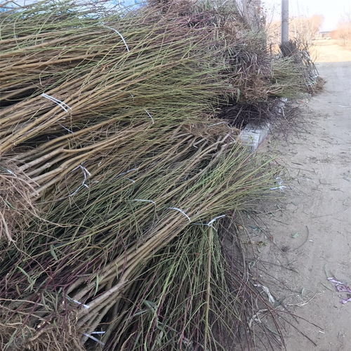 选地与整地：让桃树住进“好房子”