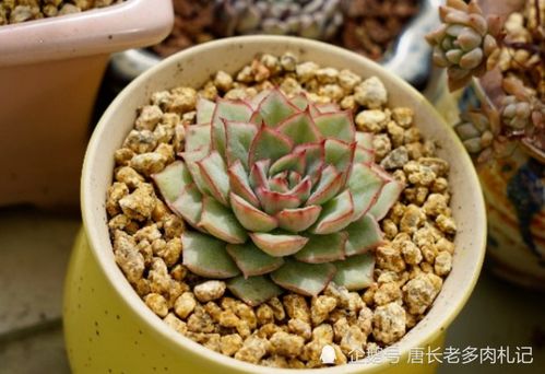 多肉织锦的养护妙招