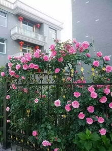 北京月季冬天怎么过冬？如何安全度过寒冷季节