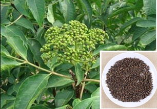 青梅树病害防治， 百菌清是宝贝