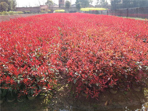 红叶石楠：大自然的调色板