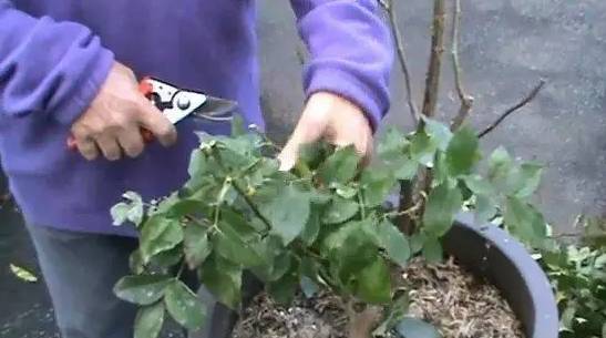 花后的修剪， 不嫩忽视