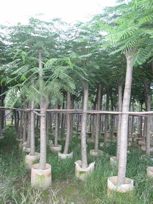 普宁广太， 欣景花木有限公司