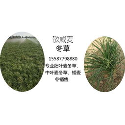 芝麻的生长环境与草甘膦的使用