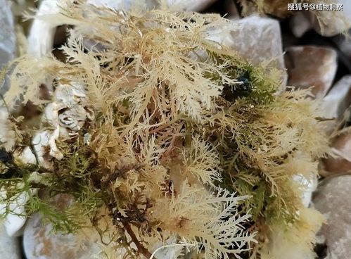 石花菜是什么植物？哪里能买到正宗的
