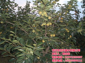 柿子树与病虫害:一场无声的战争