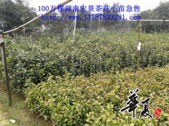 月季苗价格，仅供参考