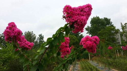 “爆款花卉市场，潜力无限，趋势看涨！”