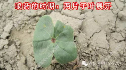 黑星病的那些事儿