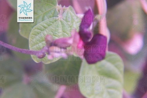 大翼豆：豆科植物