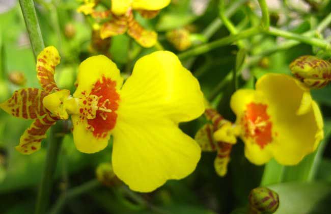 花卉与生活的紧密联系