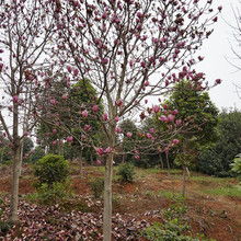 紫玉兰的其他作用