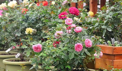 种植月季花的注意事项