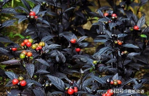 避免强光直射：延长观赏期的小技巧