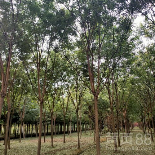 国槐尺蠖，了解一下