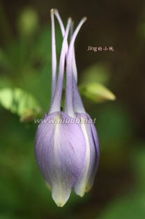 草花与木本花的生命周期