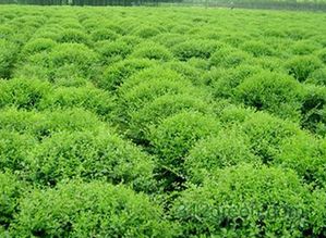 福建绿化苗木网是个啥东东？