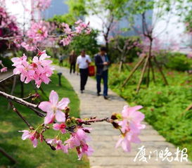 杜鹃花开， 春秋Zui佳