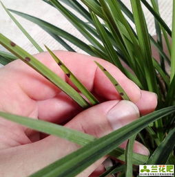 兰花黑斑病， 兰花叶片发黑的烦恼