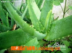 芦荟叶片颜色变化预示室内空气质量