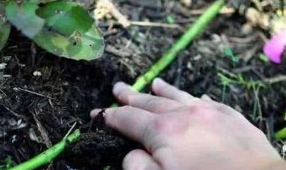 凤尾竹如何养护才能叶绿根壮？