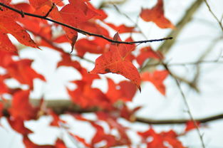 冬天也会落叶吗？这又是怎么回事？