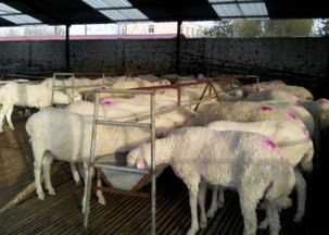 口蹄疫：农业养殖领域“头号杀手”不容忽视