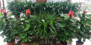 盆景行业：前景如何？利润空间大不大？