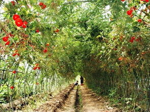 室内槭树如何在零下15℃环境下过冬？揭秘三步控温法！