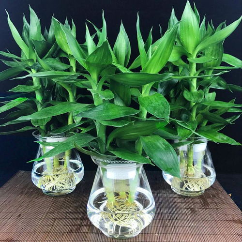 富贵竹：水养中的佳品