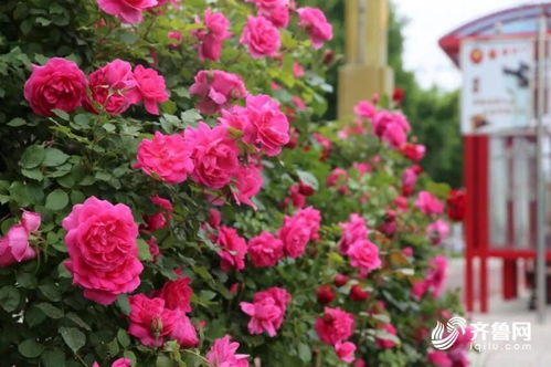 月季花园的奇幻之旅