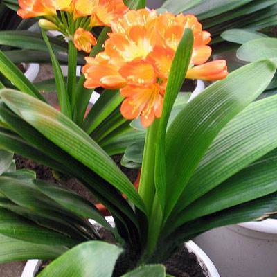 虎皮剑兰养护久不开花？难道你不知道它花期长