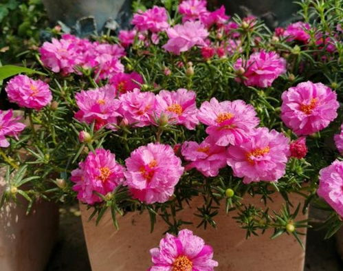 秋天花开美美哒，快来养这些花！