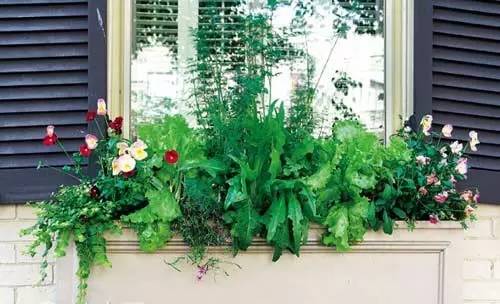 背蕉、蓬来蕉、电线莲、透龙掌：常绿藤本植物