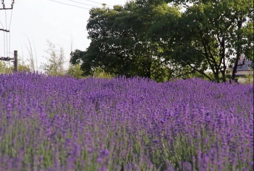 薰衣草花期6-8月，盛花期打造爆款花卉