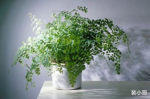 化学物质：无声的杀手， 植物的健康威胁