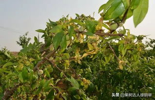 在桃蚜、 桃瘤蚜、粉蚜发生初盛期