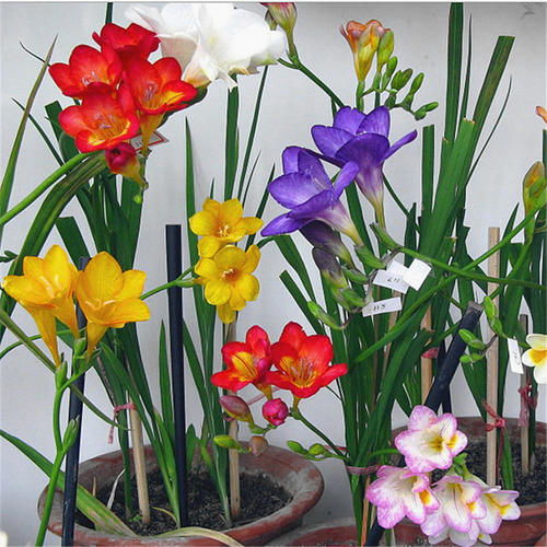 小苍兰，一种观赏性花卉