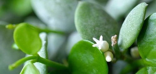 络石藤的替代品